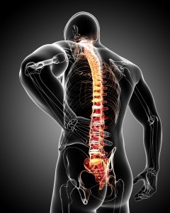 Colonna vertebrale gimas studio fisioterapia roma 240x300